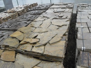 Rula ojedinělá Fossil